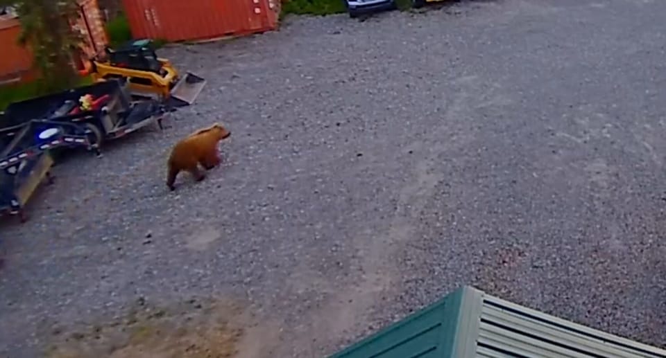 brown bear front yard chasing moose 6/17/24