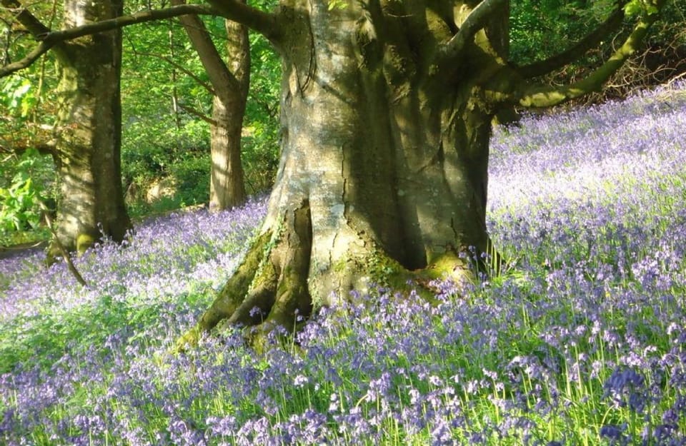 A bluebell wood is a short walk away