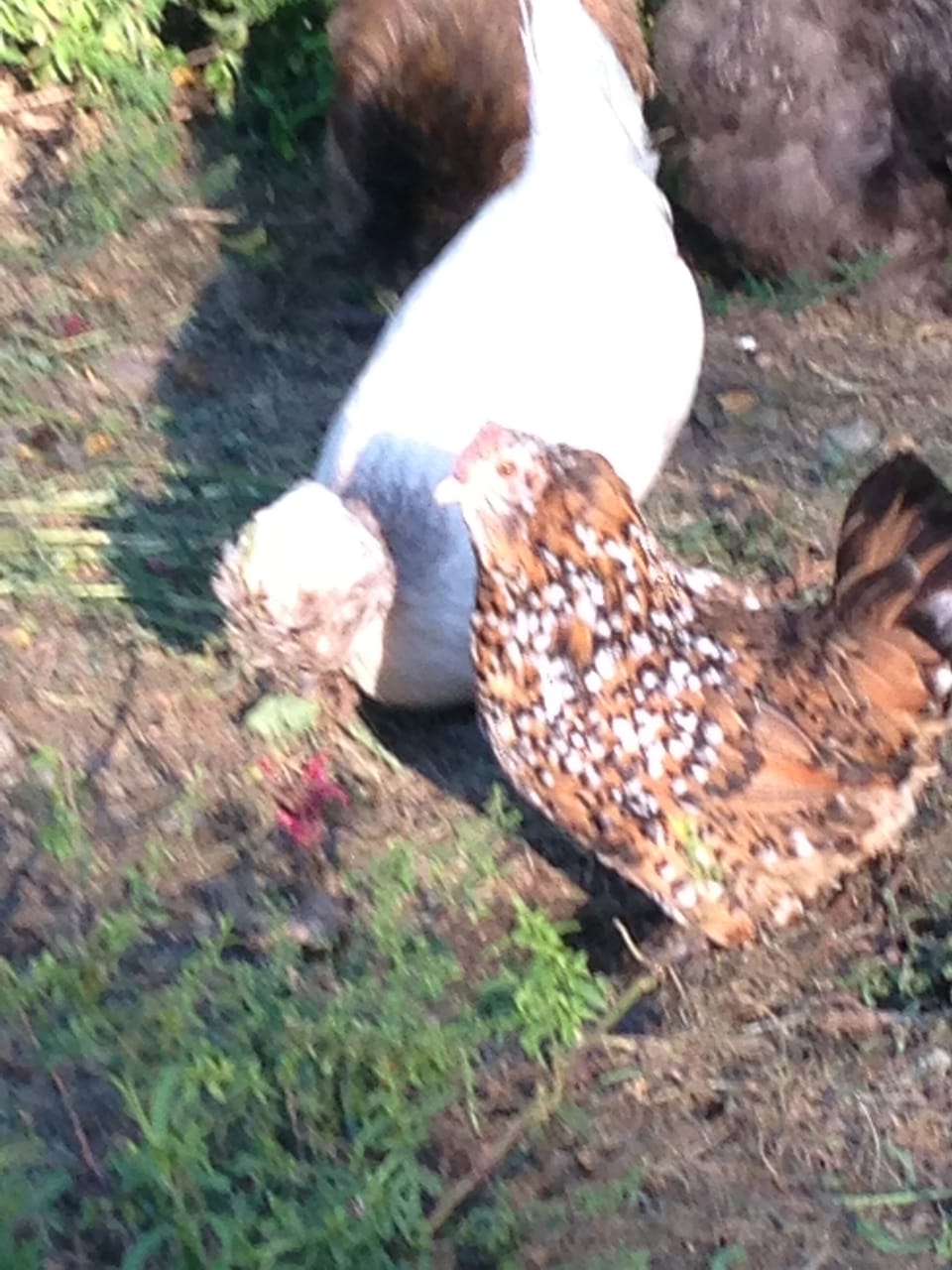 eggs from our flock are usually available