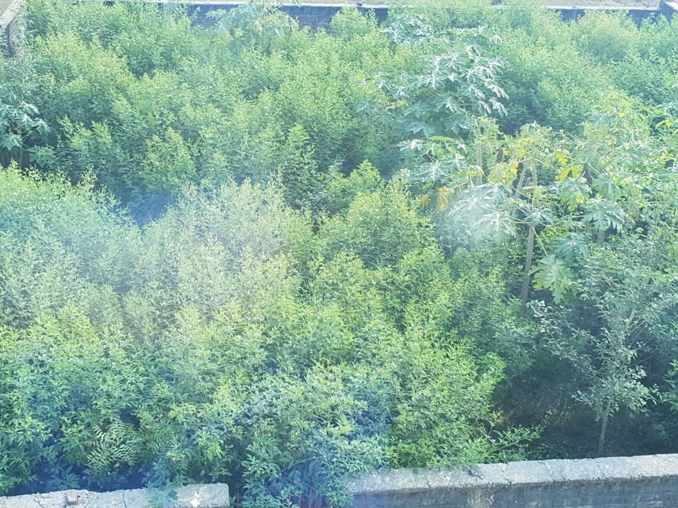 Garden view