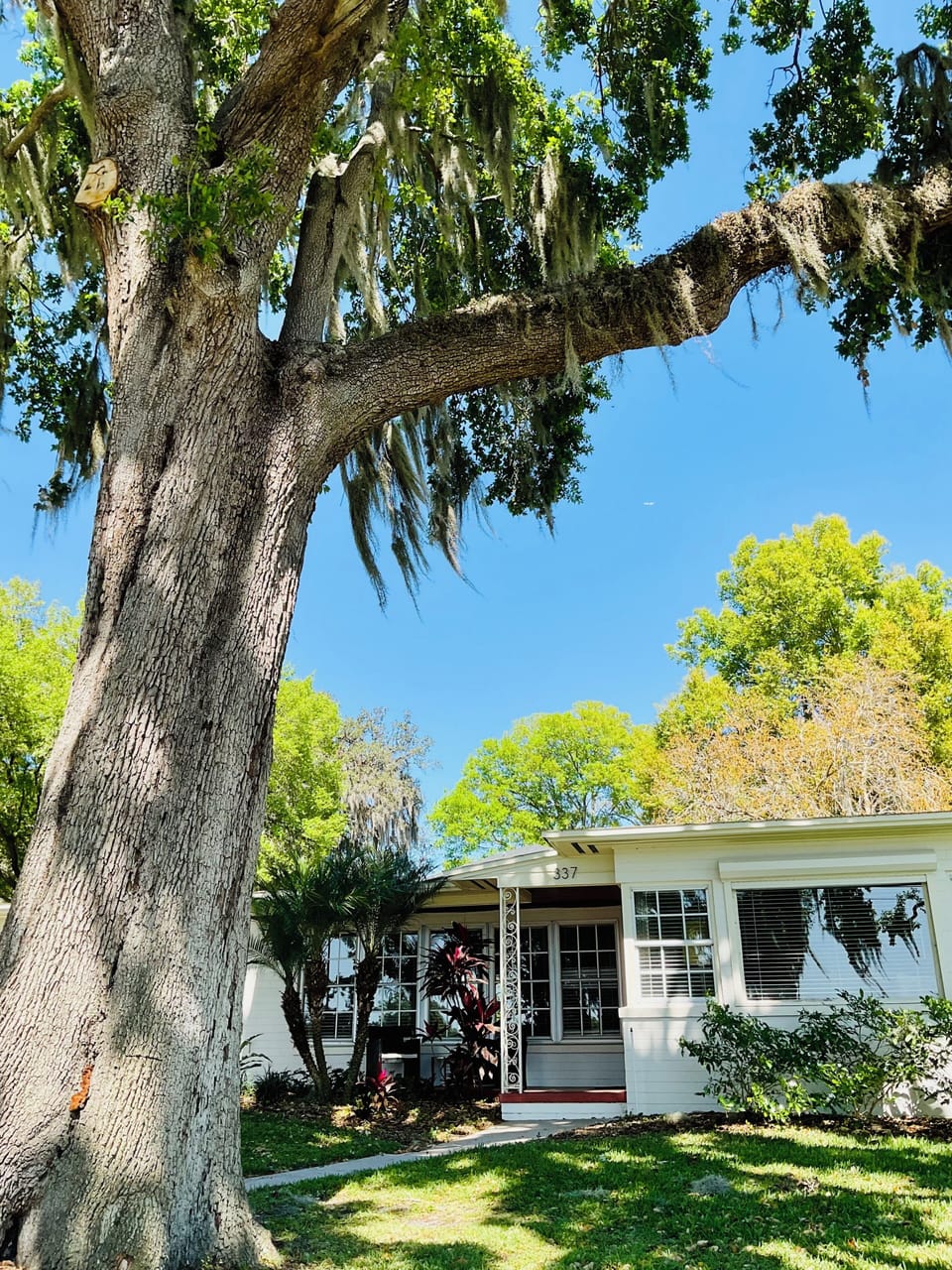 Live Oaks and brick streets