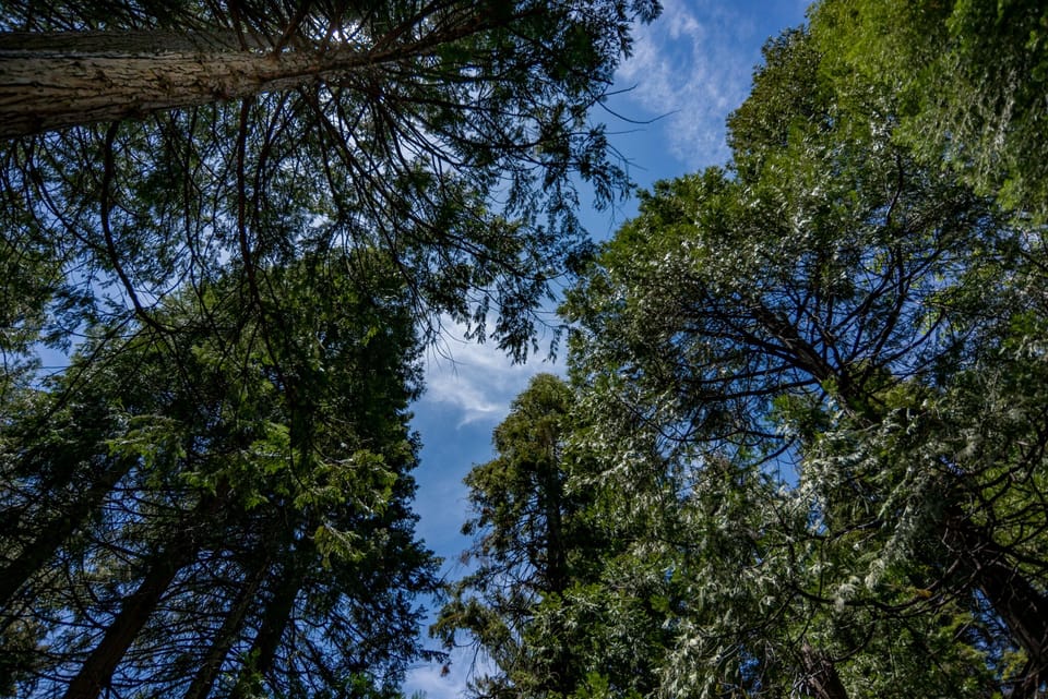 Relax on the back deck, amidst the beautiful pines and redwoods.