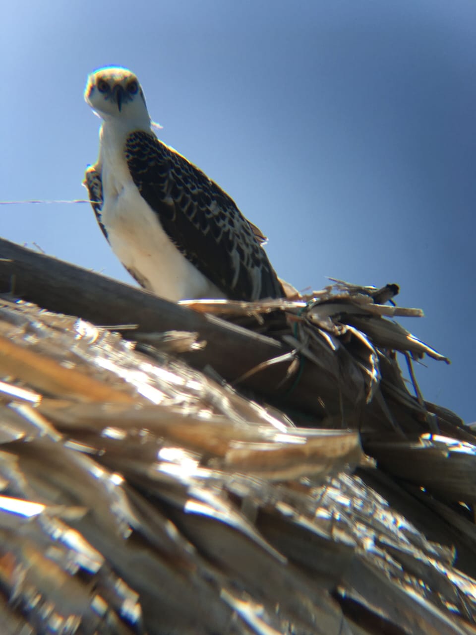 My Osprey friend surveying the area and staking his territory