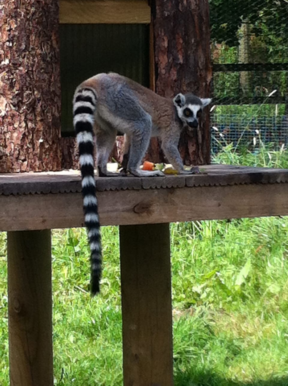Lemur at Peak Wildlife Park, 10 minutes drive from cottage