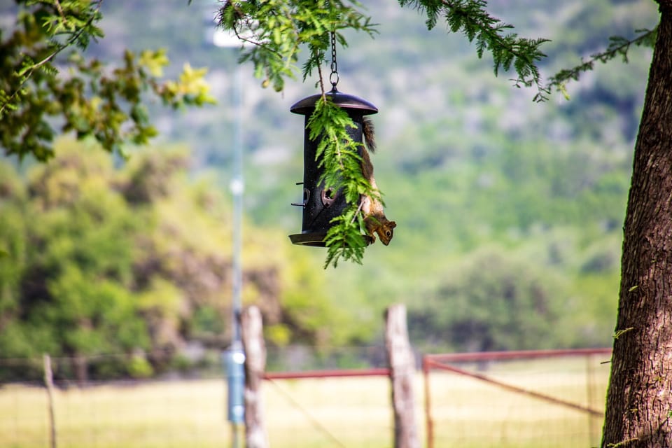 Frequent visitor. They are always eating!