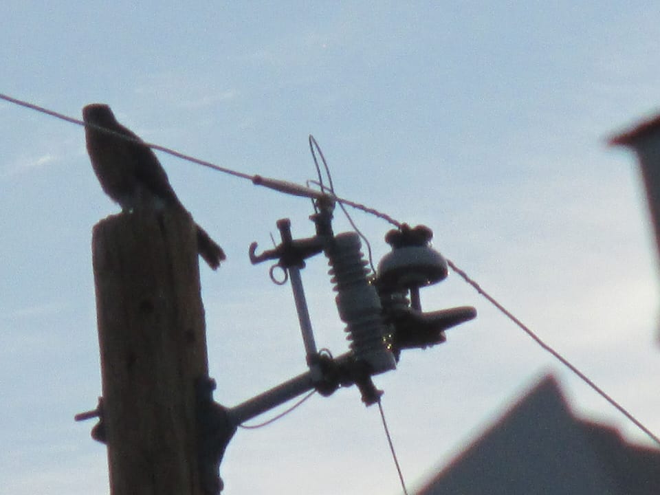 Red Tail Hawk