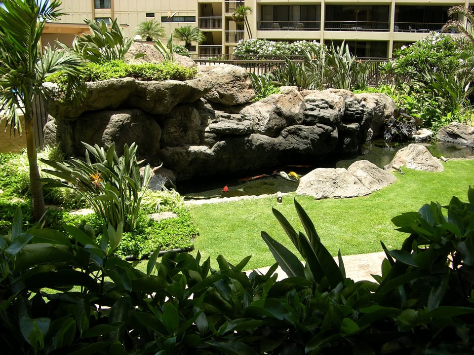 Koi pond as seen from the lanai
