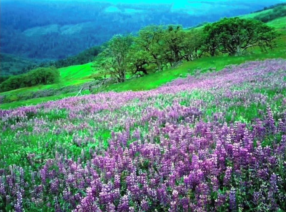 "The hills are alive with the sound of...."