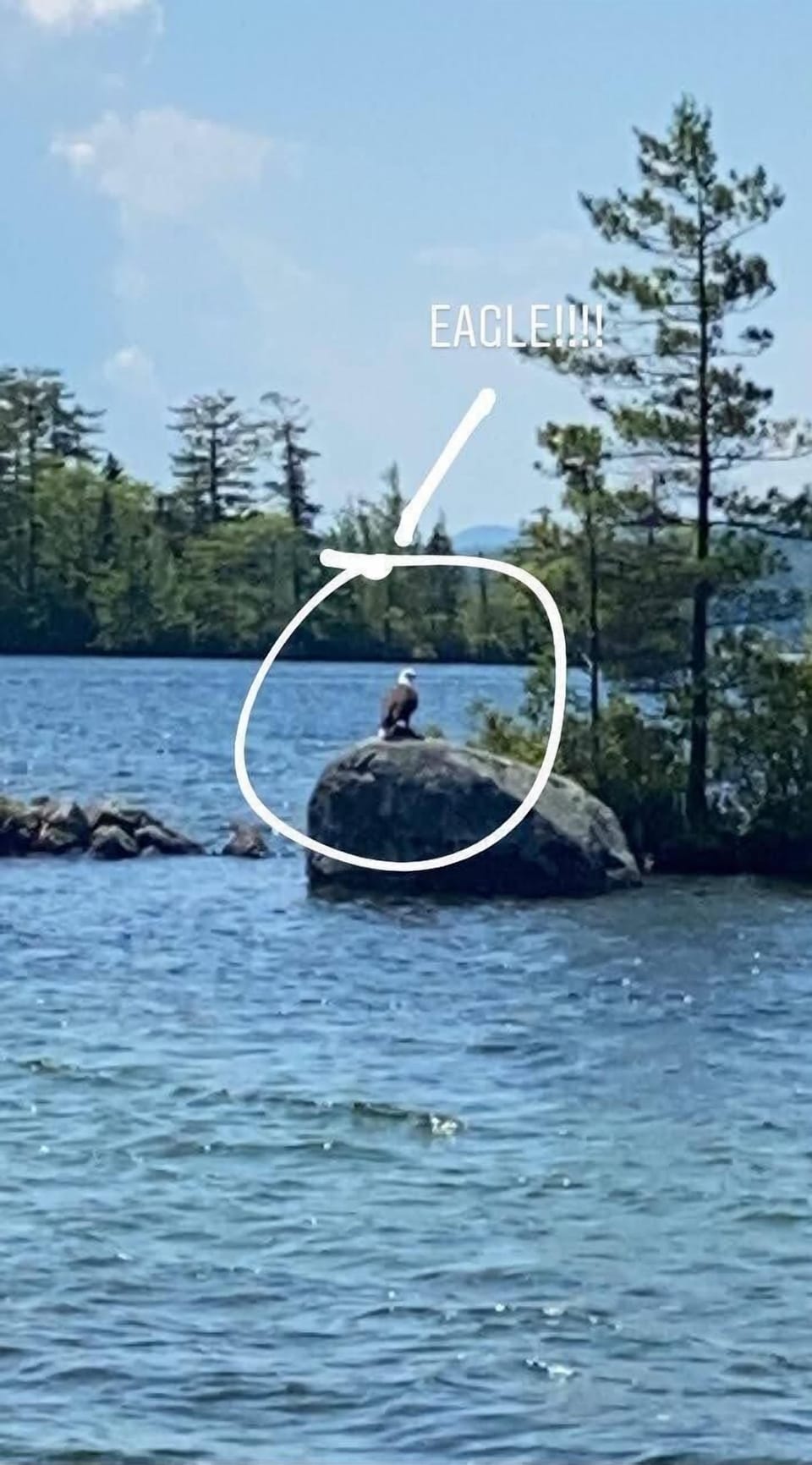 Resident eagle resting on a rock in front of cottage.