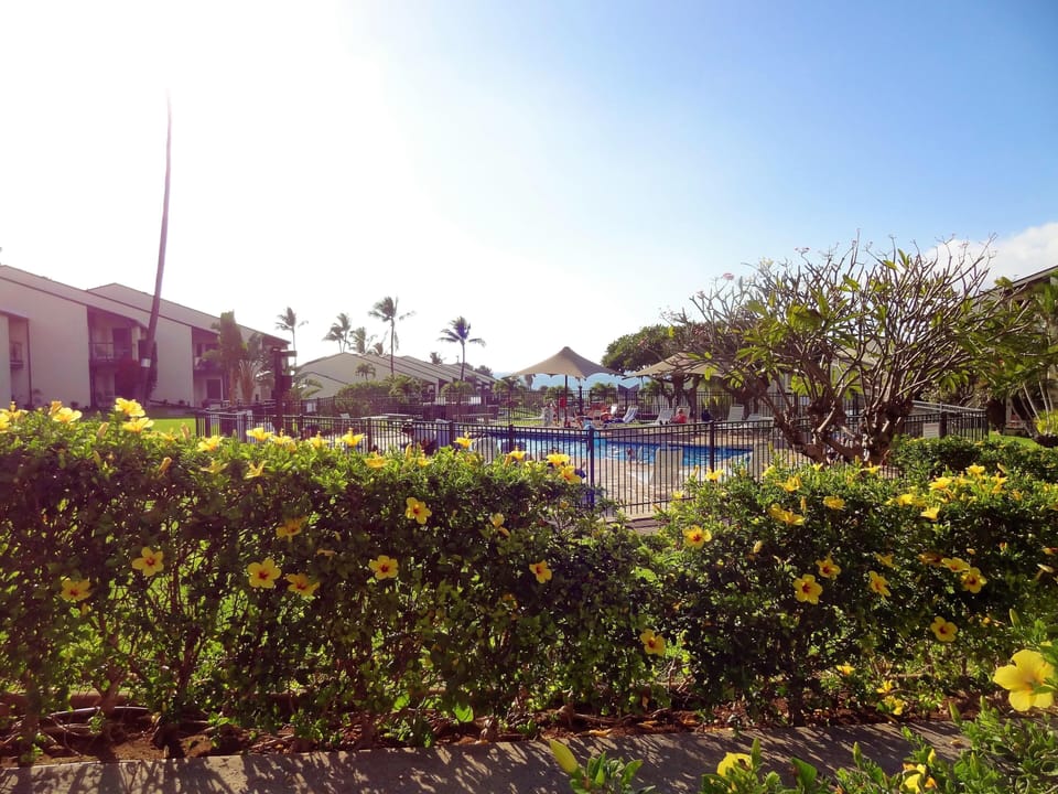 Hale Kamaole walkways; lots of Hibiscus!