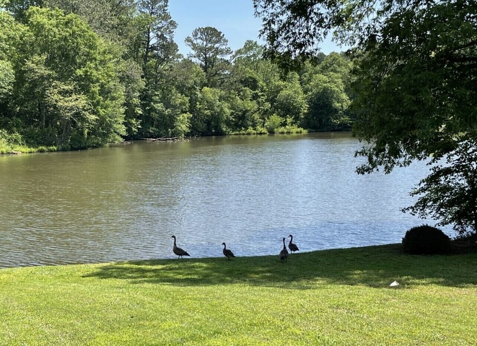 Geese come and go throughout the day, but the flocks arrive mornings and eve