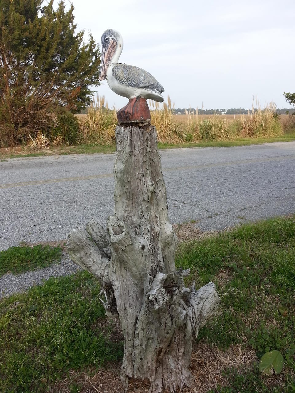 Welcome to the Pelican!