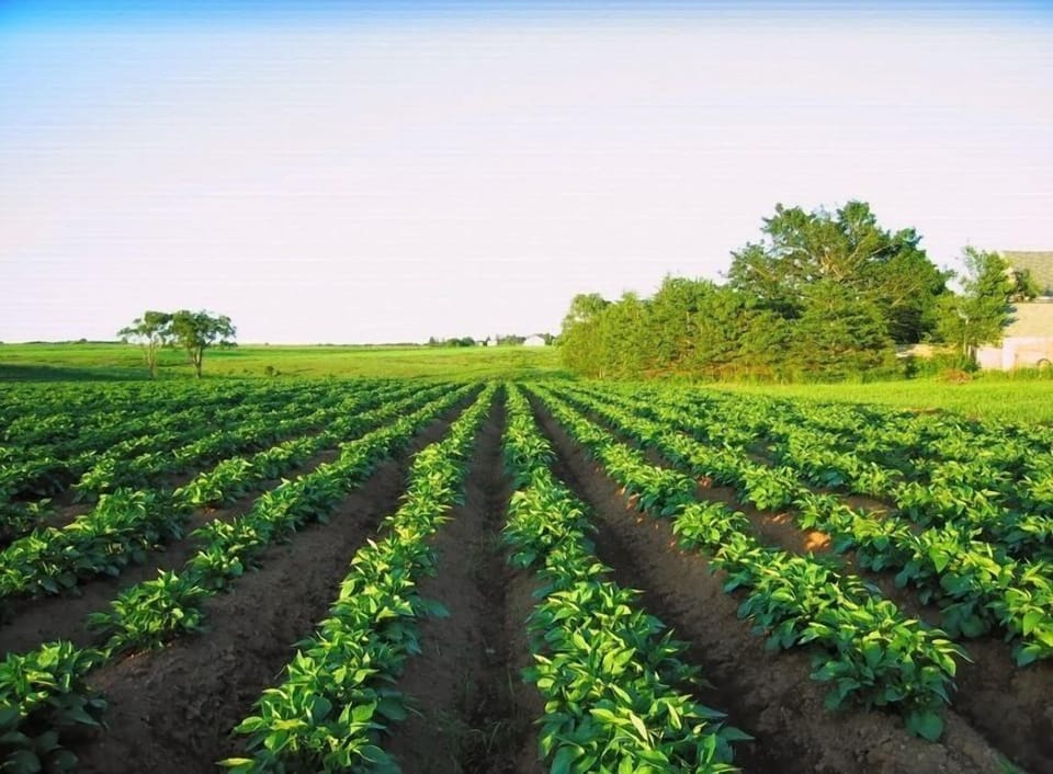 Rows of Potatoes. These are known as "drills".