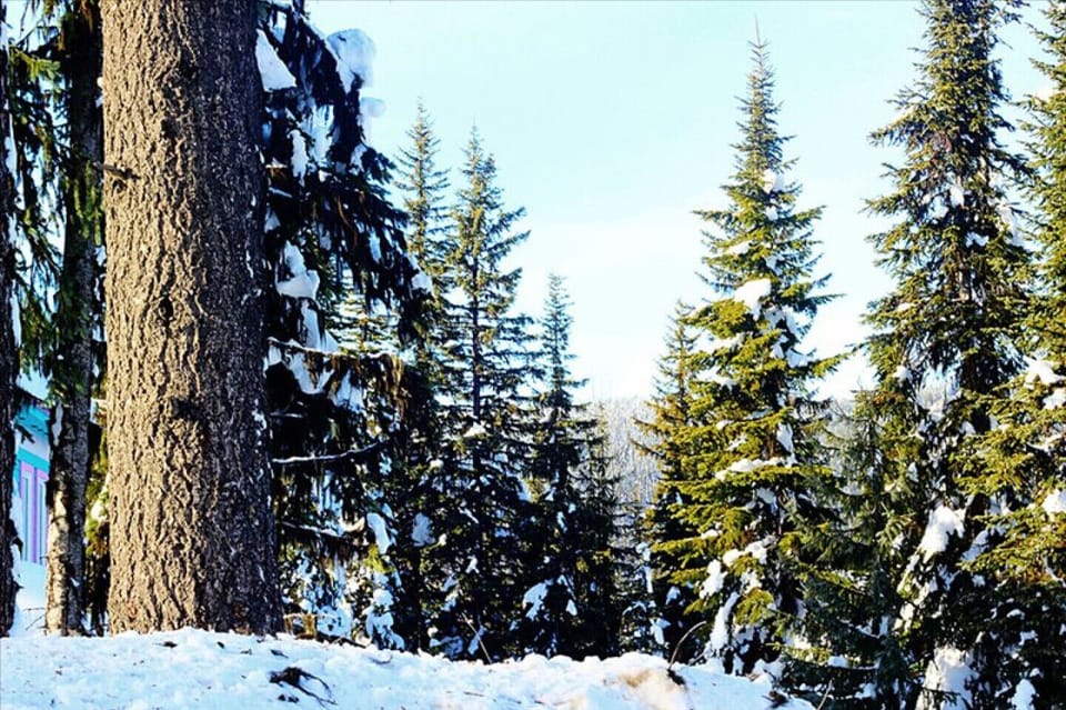 Beautiful Silver Star Bc