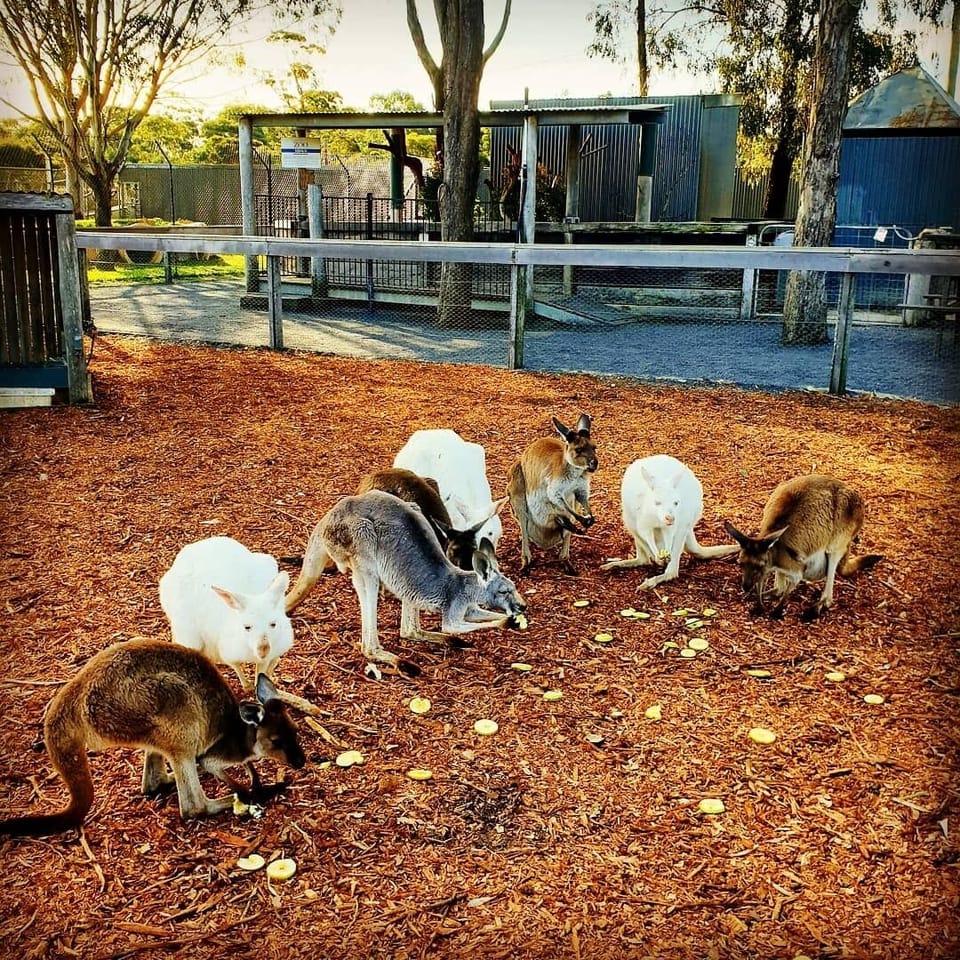 Hunter Valley Zoo within walking distance