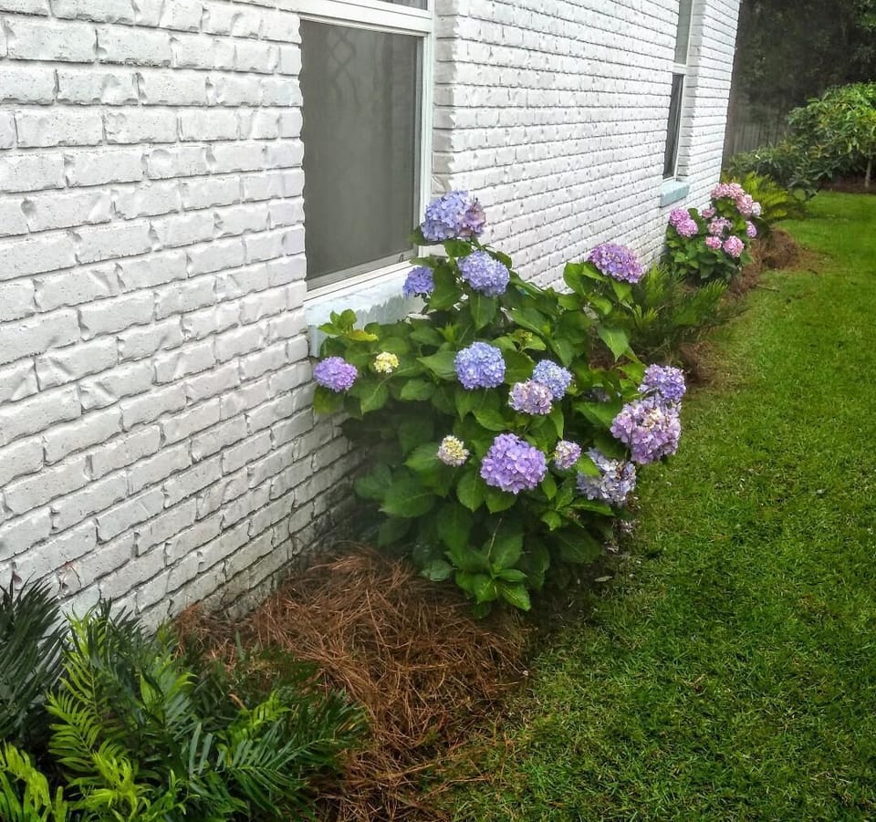 Hydrangeas