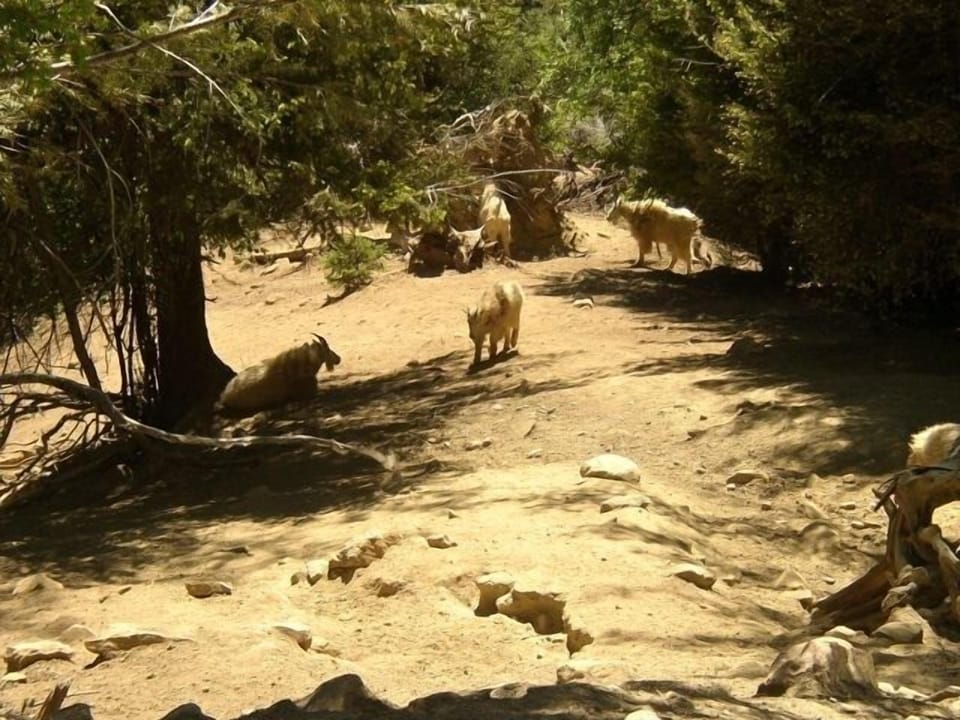 The Mazama Goats on the way to Hart's Pass