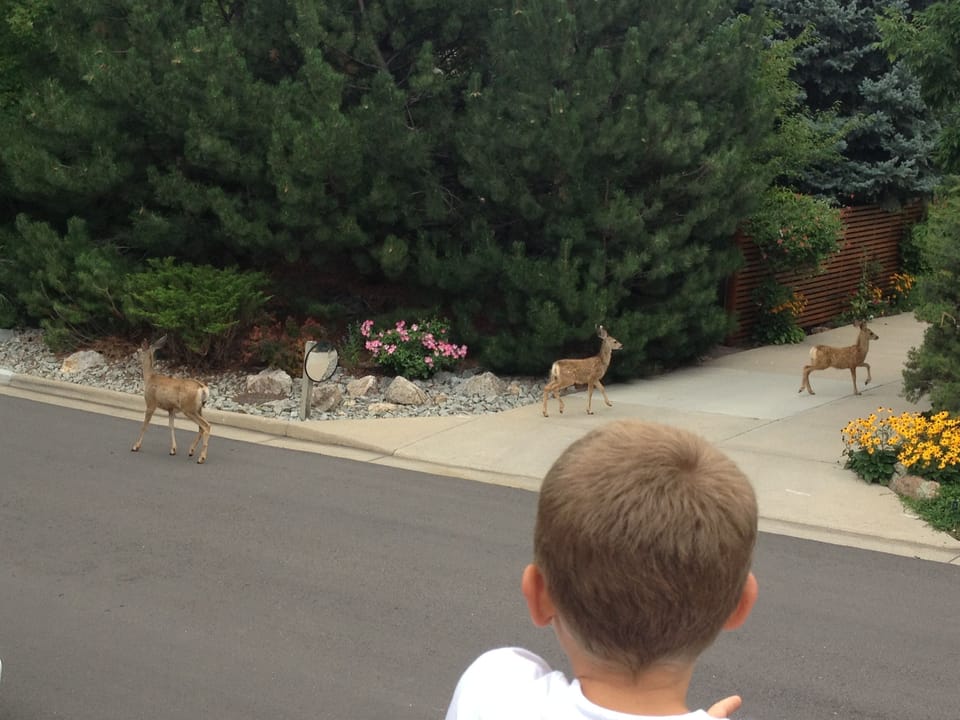 The locals visit very often
