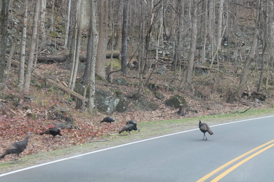 Turkeys on the road between Gatlinburg and Cherokee.