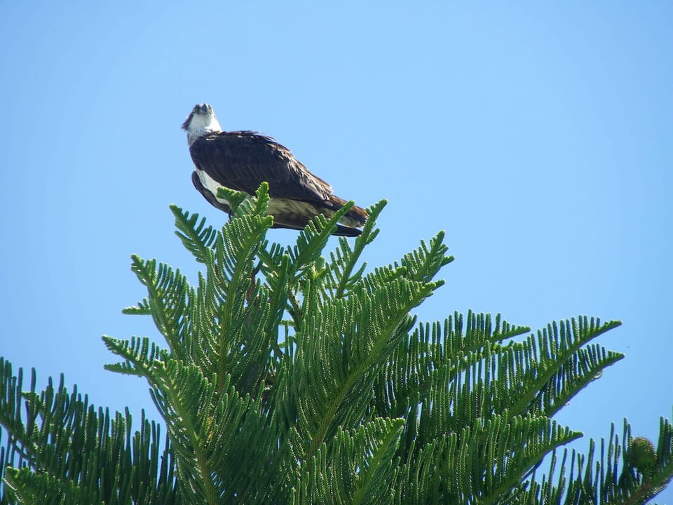 Osprey 