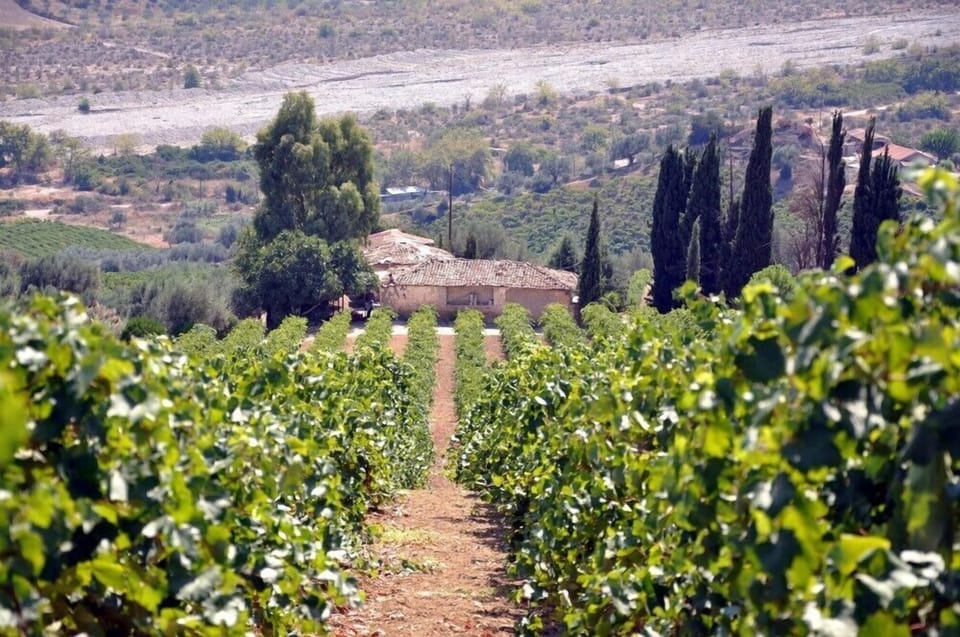 Vineyard