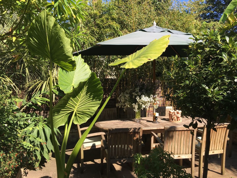 terrace with subtropical plants (banana, fig, kiwi, etc) and mediterrean plants