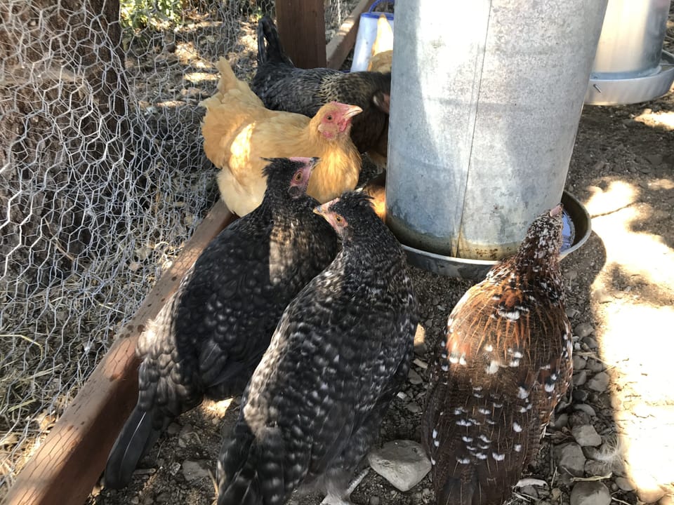 Our chickens enjoying a little water between laying breaks - country life!
