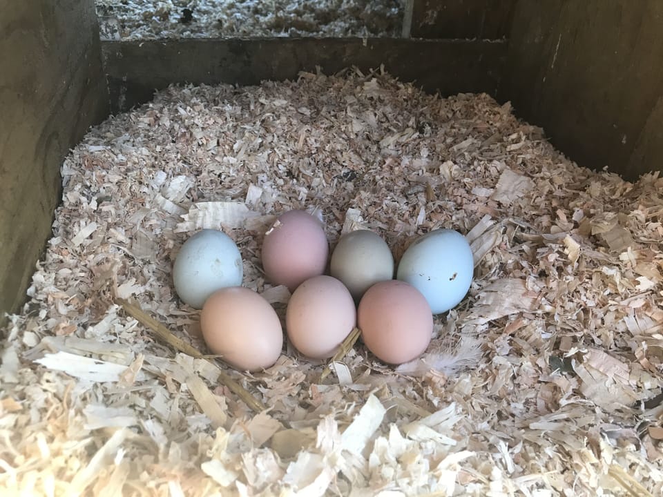Each of our 7 laying hens lays a different color egg.  Come see why?!