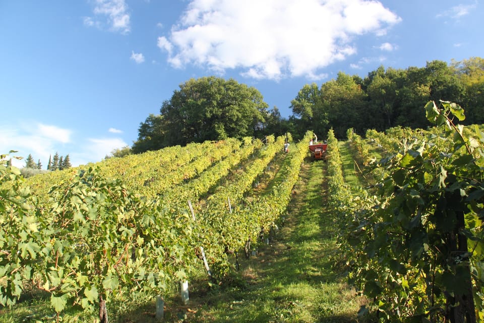 Our Vineyard