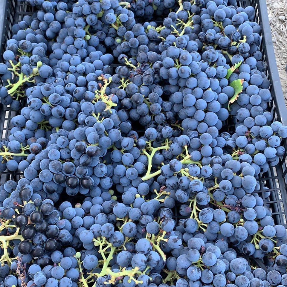 Vineyard