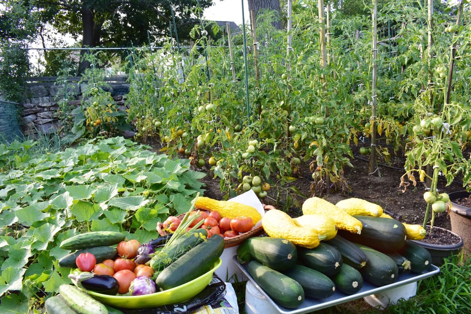 Summertime Organic Garden