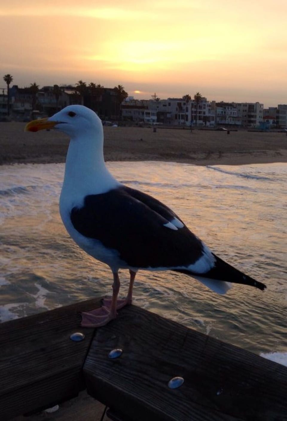 Local Seagull
