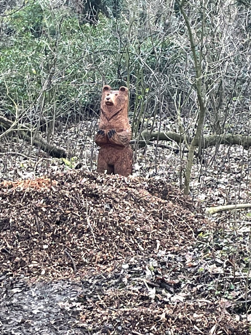 Find the bear in the local woodland 