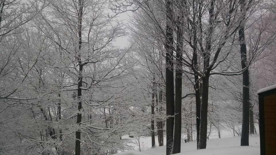 Backyard in the winter