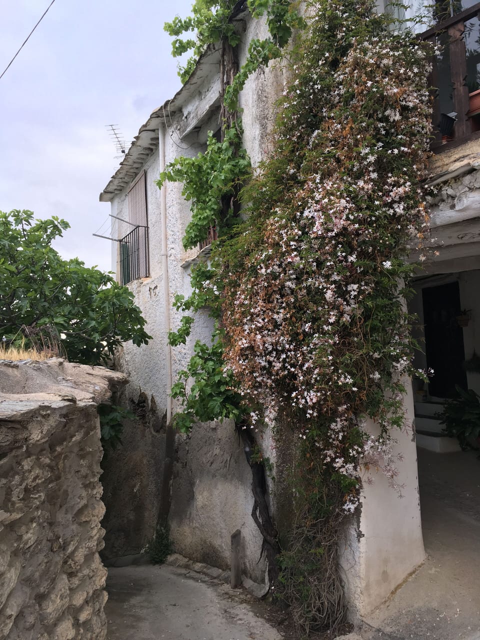 Come in May to enjoy the jasmine.