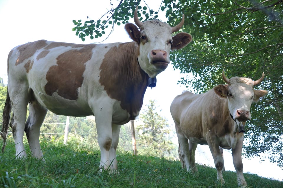 Cows!