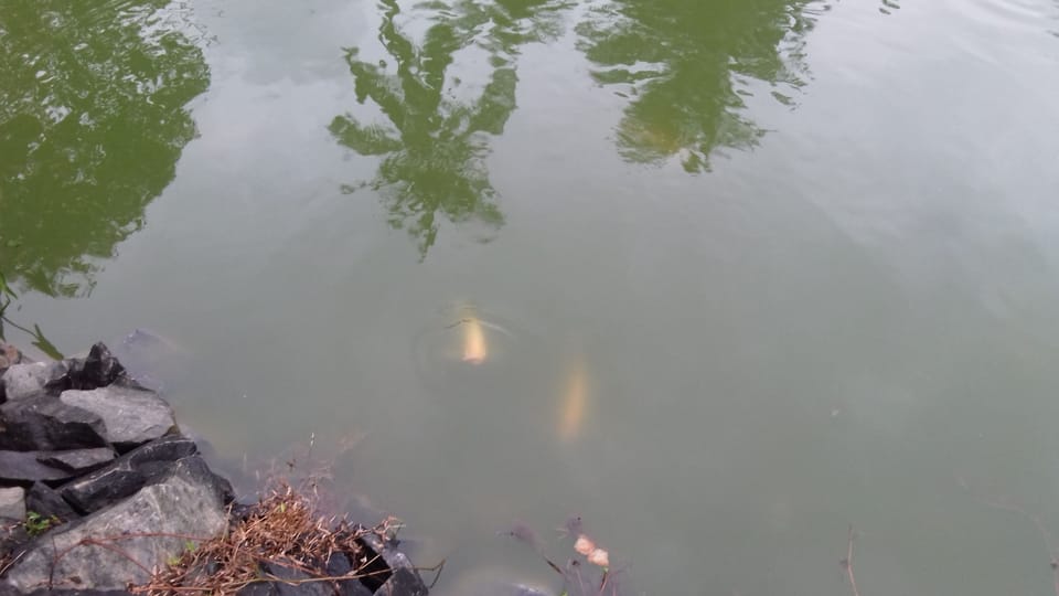 Lake