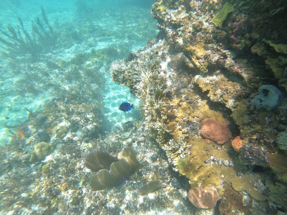 We have one of the best snorkeling spots on the island right at our waterfront!