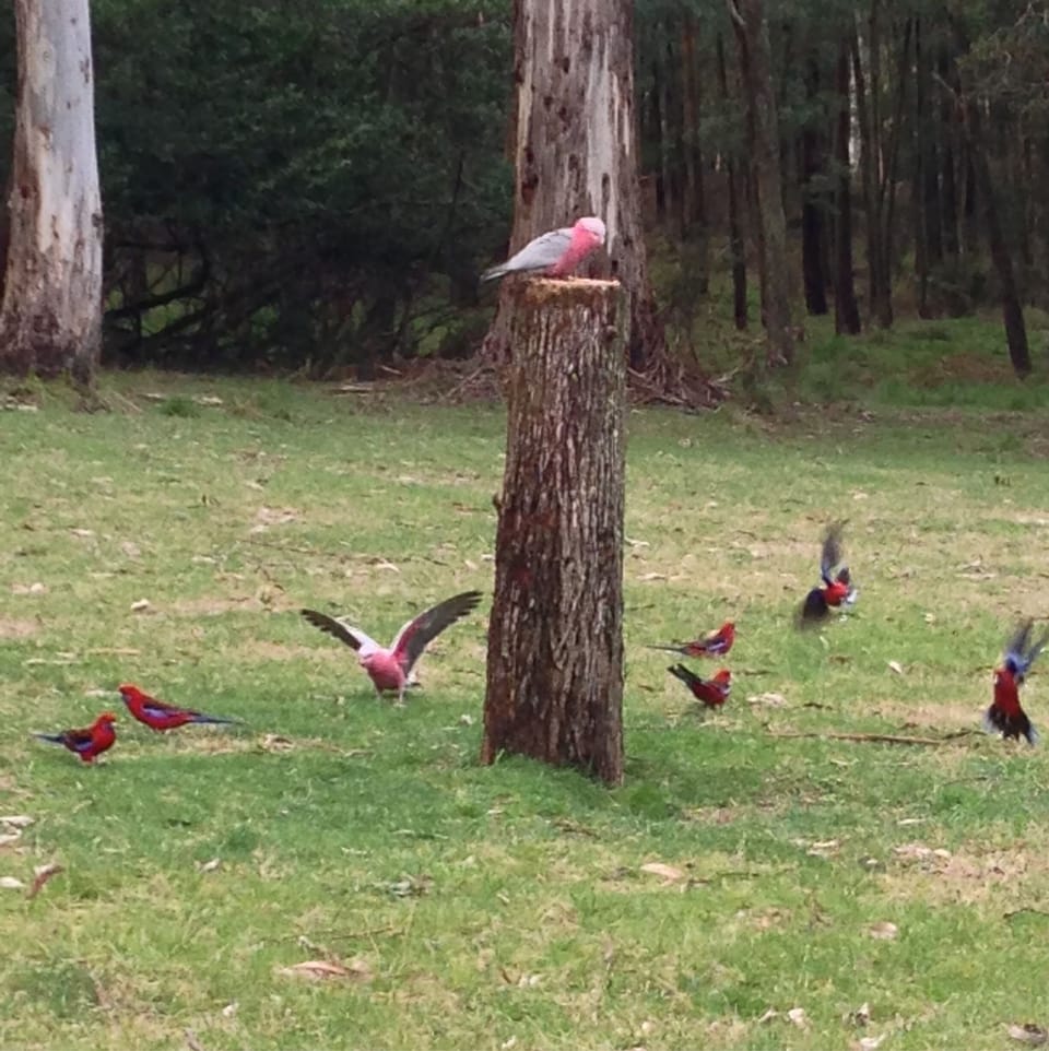 Galahs, rosellas, king parots, magpies and kookaburras are regular visitors