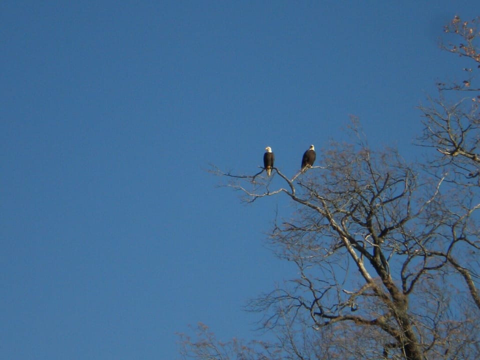 Bald Eagles are thriving at Lake Nantahala