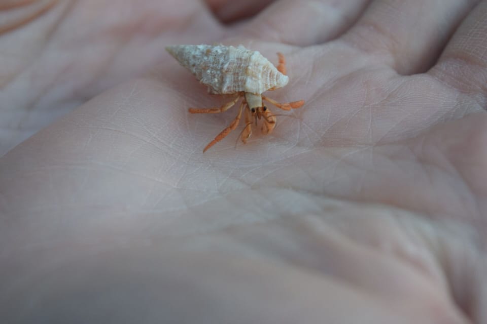 Hermit crabs are all over St. Croix:  just watch for a shell to start walking!