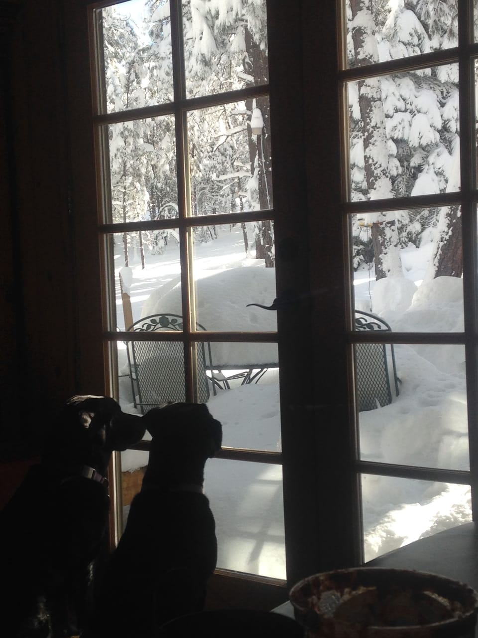 Dogs looking to get out into the snow!!