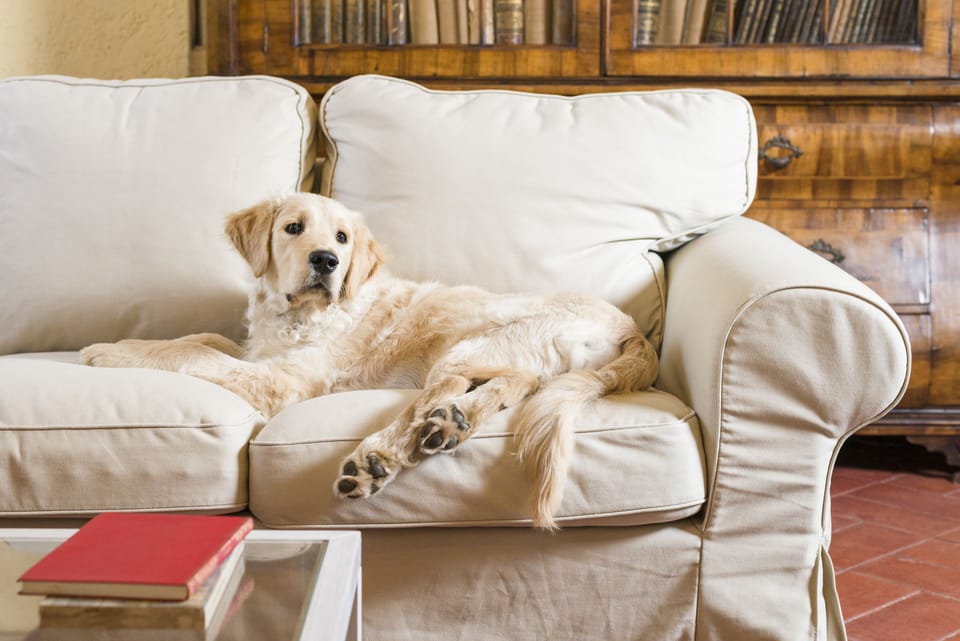 Pet-friendly