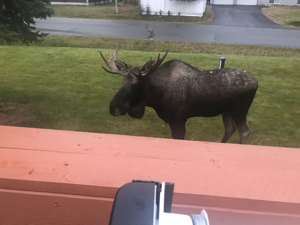 Moose in the front yard 