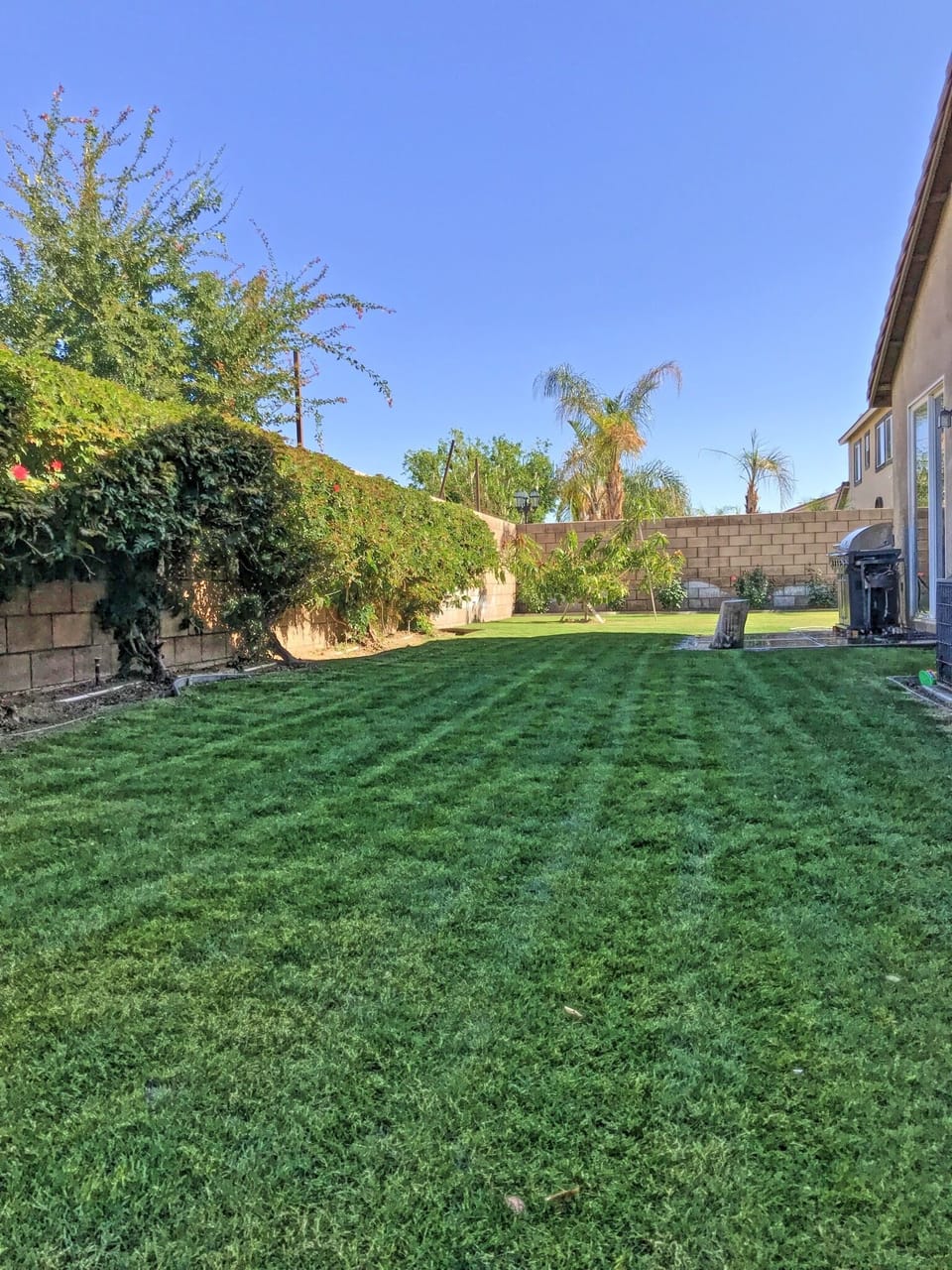 Back yard 