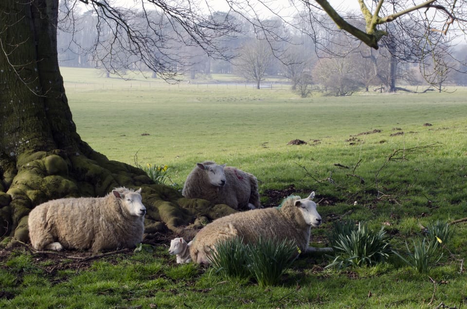 Lambs in March & April.