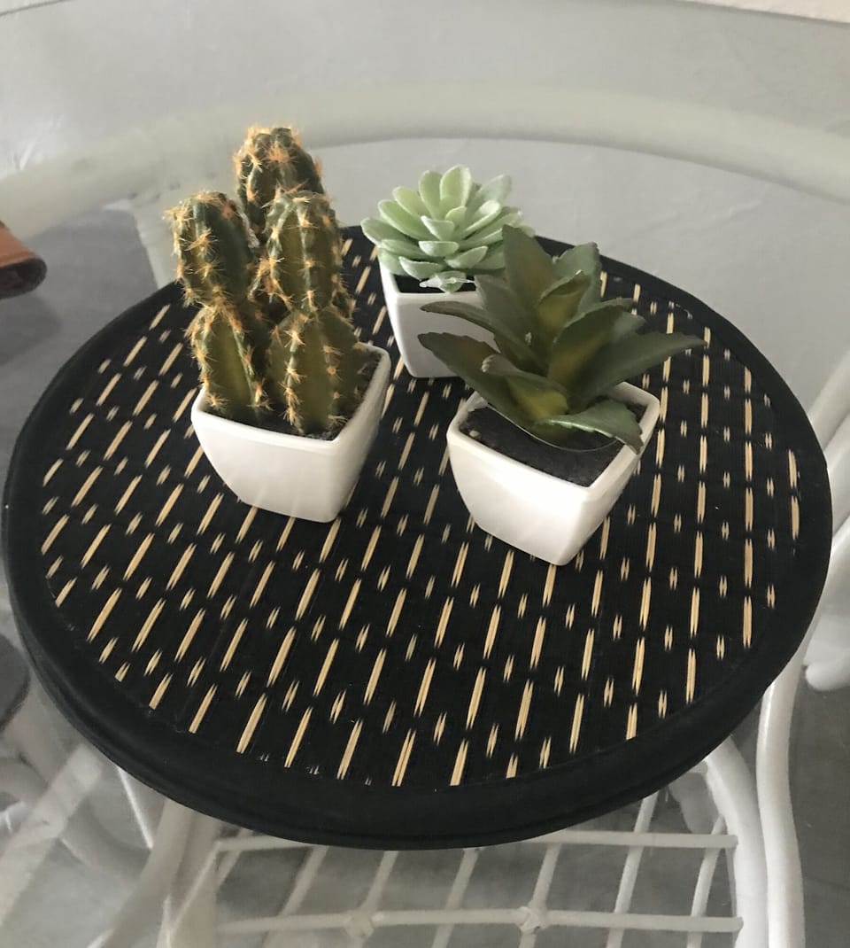 Cute succulents