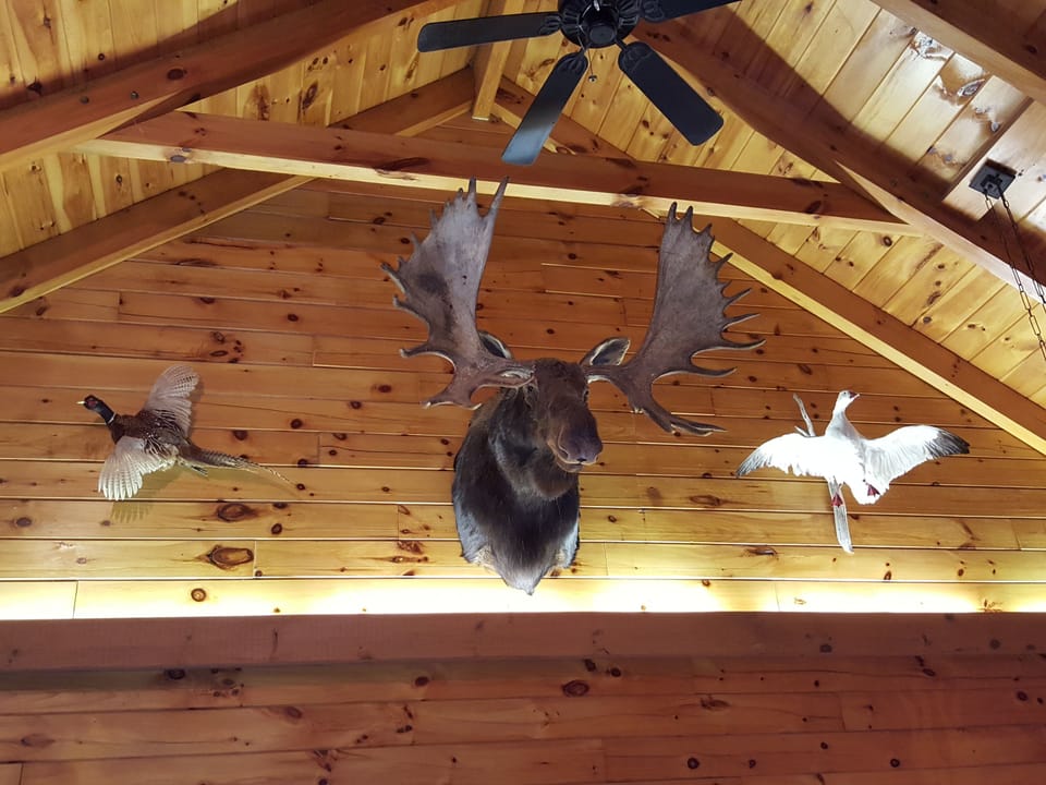 Great Room. Moose, Canadian Goose, Pheasant Cathedral Ceilings.