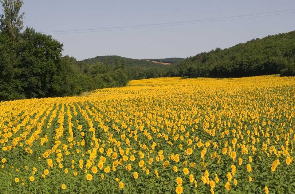 Countryside around Domaine de la Durantie