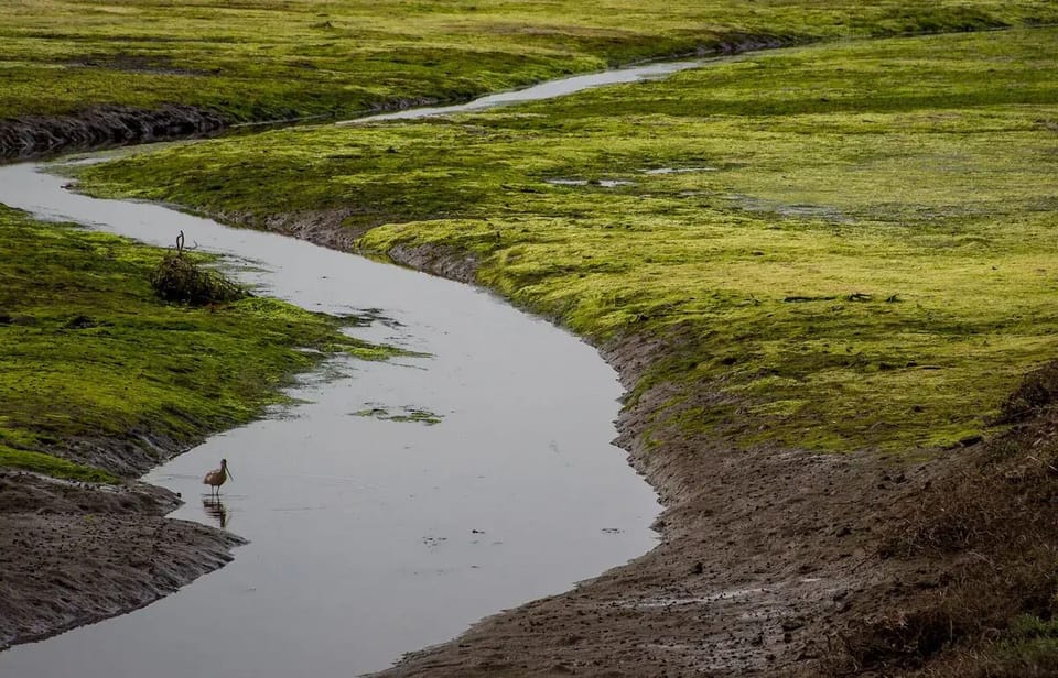 Salt Marsh